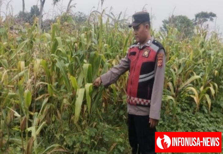 Bhabinkamtibmas Polsek Banyusari Bripka Satim Bersama Petani Monitoring Pertumbuhan Tanaman Jagung